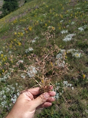 Trinia stankovii