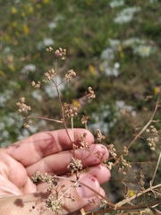 Trinia stankovii