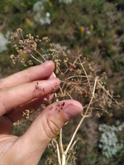 Trinia stankovii