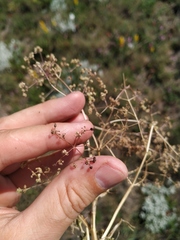 Trinia stankovii