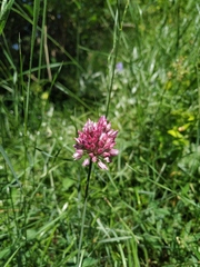 Allium rotundum jajlae