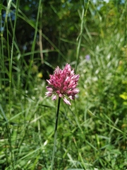 Allium rotundum jajlae