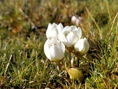 Gentianella amabilis
