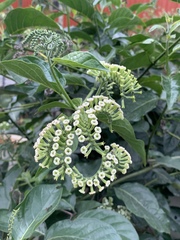 Heliotropium sarmentosum