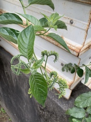 Heliotropium sarmentosum