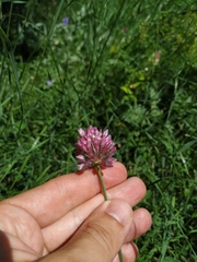 Allium rotundum jajlae