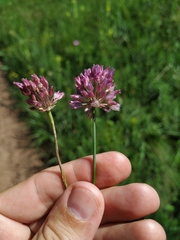 Allium rotundum jajlae