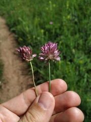 Allium rotundum jajlae