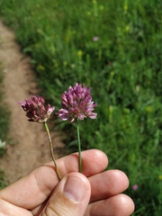 Allium rotundum jajlae