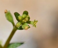 Galium murale