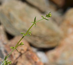Galium murale
