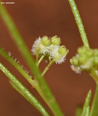 Galium setaceum