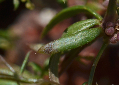 Galium murale