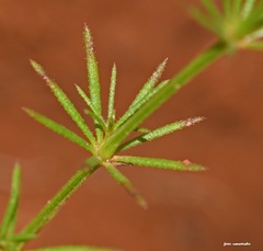 Galium setaceum