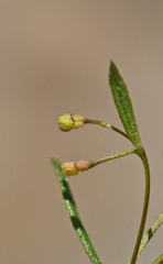 Galium murale