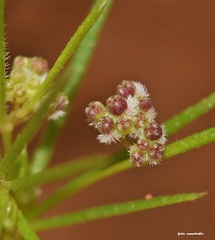 Galium setaceum