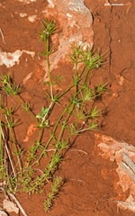 Galium setaceum