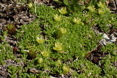 Cherleria sedoides