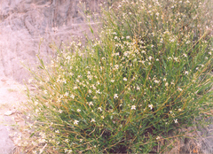 Clematis songorica
