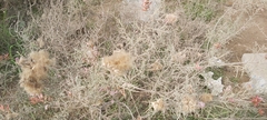 Tamarix aucheriana