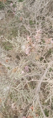 Tamarix aucheriana