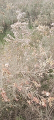 Tamarix aucheriana