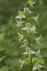 Platanthera densa
