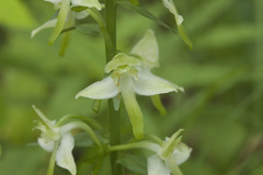Platanthera densa