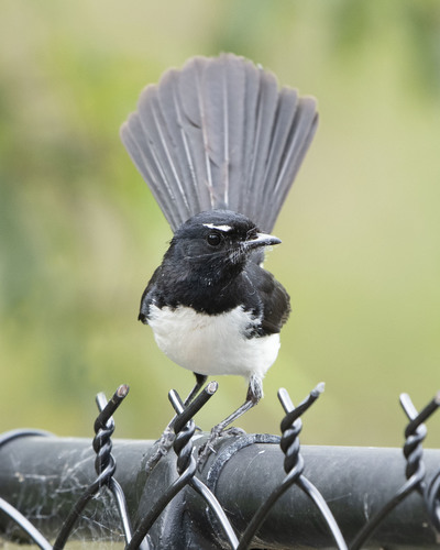 Willie Wagtail, photo 2 of 10