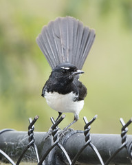 Willie Wagtail photo 4