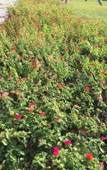 Lantana camara