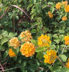 Lantana camara
