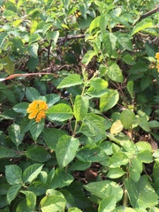 Lantana camara