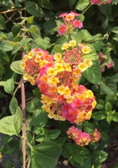 Lantana camara