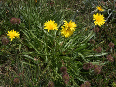 Microseris lanceolata