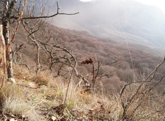 Eremurus spectabilis