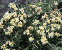 Kunzea muelleri