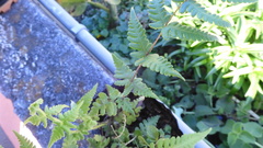 Pseudophegopteris subaurita