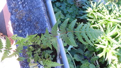 Pseudophegopteris subaurita
