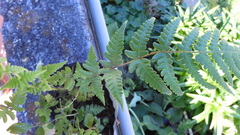 Pseudophegopteris subaurita