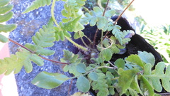 Pseudophegopteris subaurita