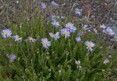Brachyscome rigidula