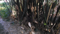 Bambusa utilis