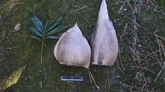 Bambusa utilis