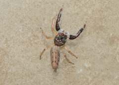 Bavia sexpunctata