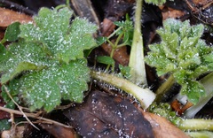 Ranunculus constantinopolitanus
