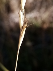 Rytidosperma clavatum