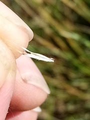 Rytidosperma clavatum