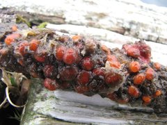 Metandrocarpa taylori