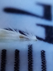 Rytidosperma clavatum